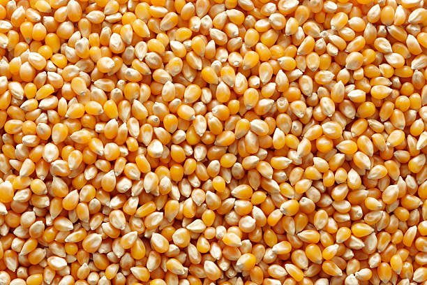  kirabe yellow corn